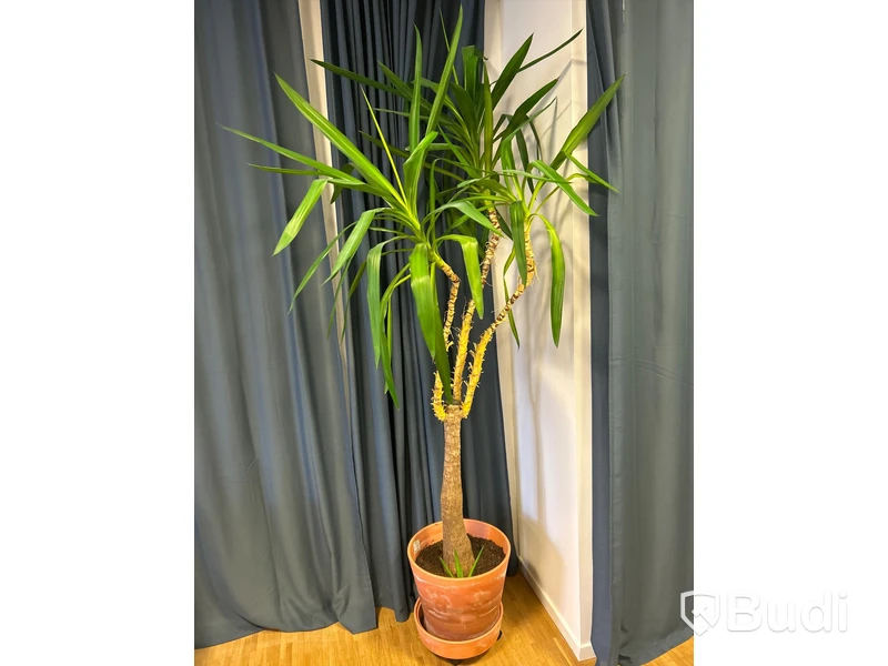 Växt jättepalm, lilja