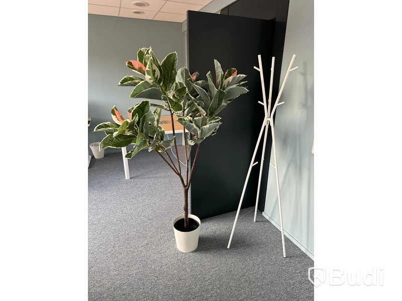 Plastblomma och tamburmajor
