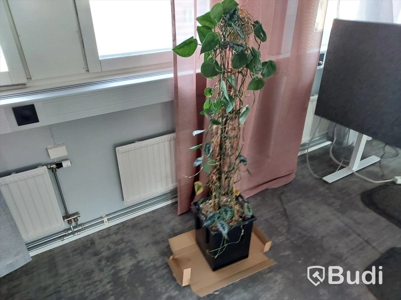 Blomkrukor (växter)