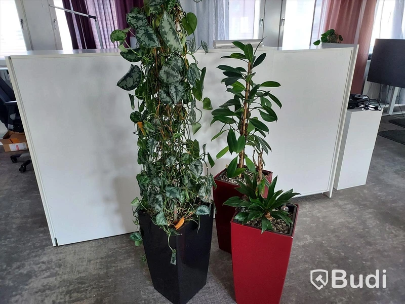 Blomkrukor (växter)