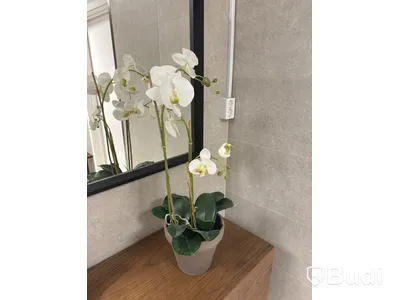 Cabinet including mirror and artificial plant