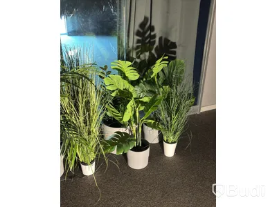 Lot of plants