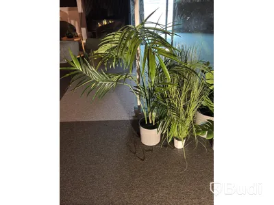 Lot of plants