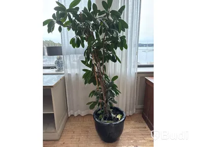 Växt inkl. kruka
