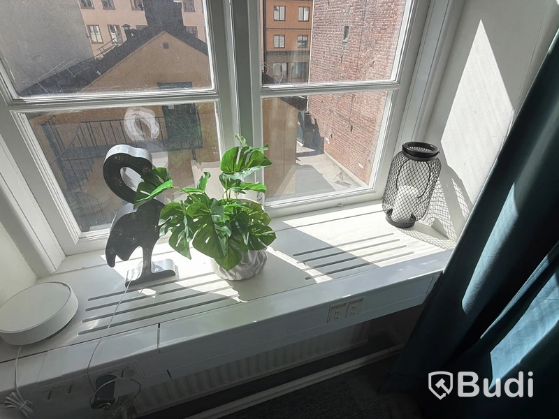 Lot of assorted potted plants and decorations