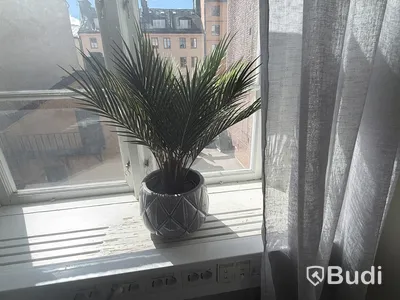 Lot of assorted potted plants and decorations