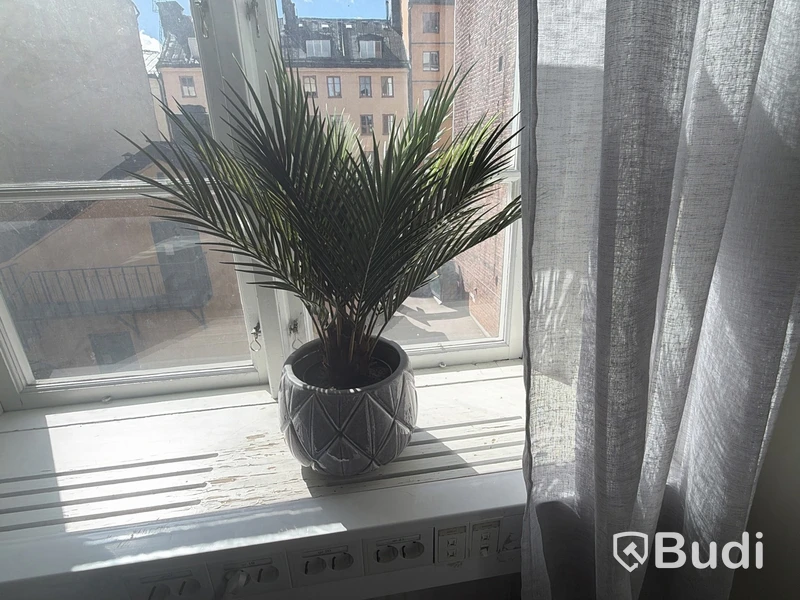 Lot of assorted potted plants and decorations