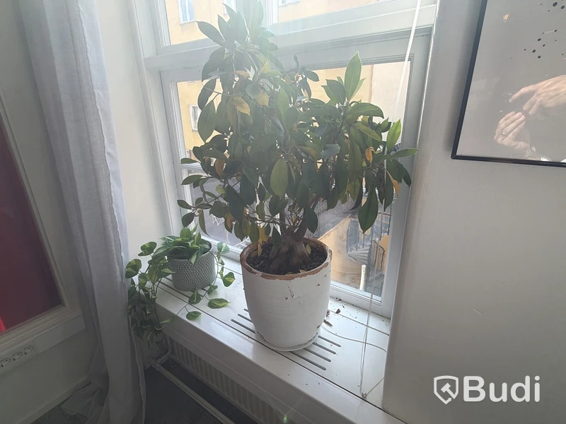 Lot of assorted potted plants and decorations