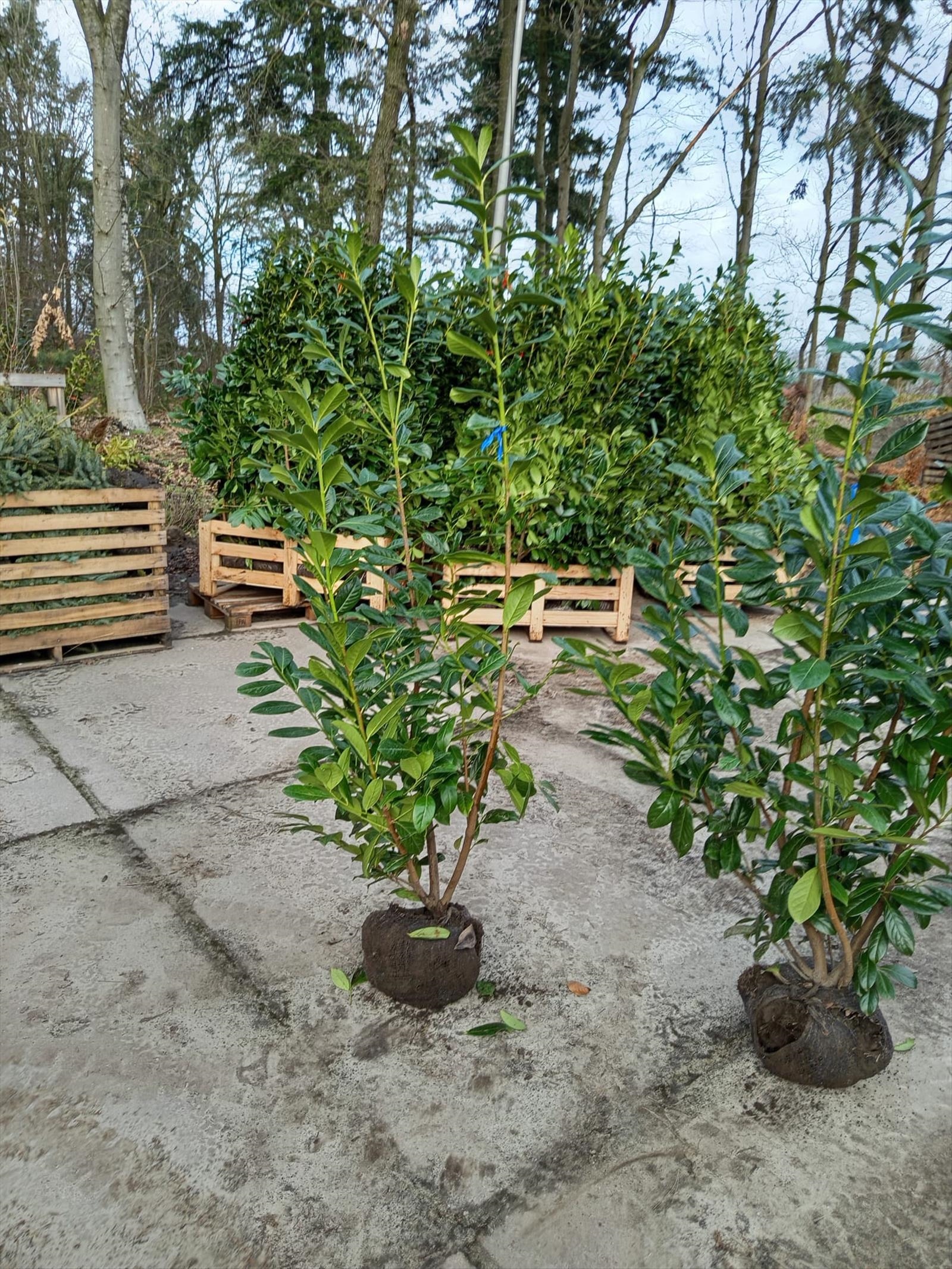 20 st häckplantor, Lagerhägg, Prunus laurocerasus Novita, 175-200 cm - Fri frakt