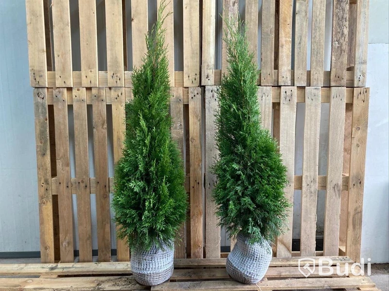 130 st häckplantor, Thuja Smaragd, 60-80 cm - Fri frakt