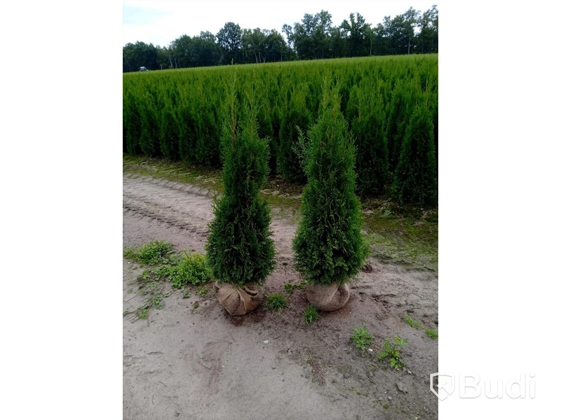 40 st häckplantor, Thuja Smaragd, 120-140 cm - Fri frakt