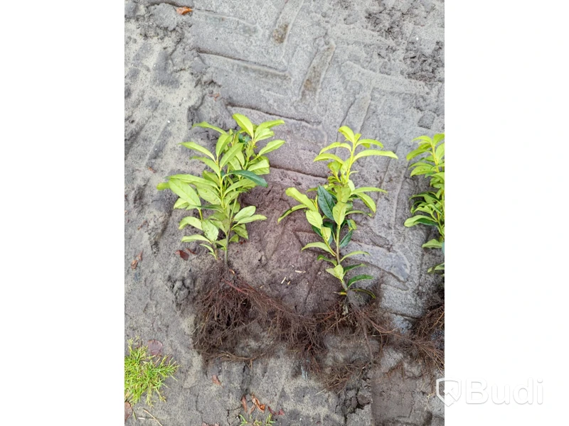 1000 st häckplantor, Lagerhägg, laurocerasus Genolia 20-30 cm - Fri frakt