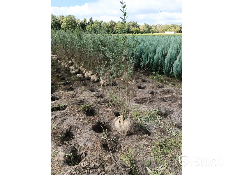 100 st häckplantor, Liguster Ovalifolium, 80-100 cm - Fri frakt