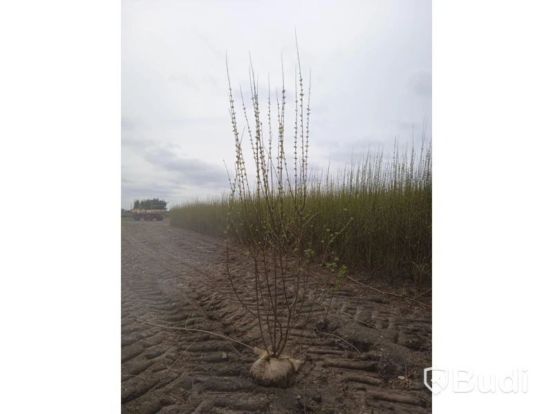 40 st häckplantor, Liguster Ovalifolium, 120-140 cm - Fri frakt