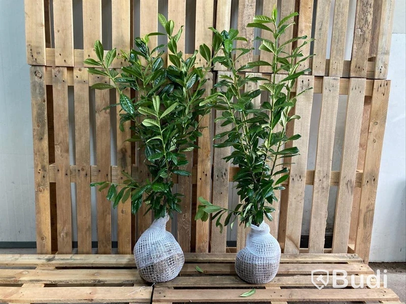 80 st häckplantor, Lagerhägg, Prunus laurocerasus Novita, 80-100 cm - Fri frakt