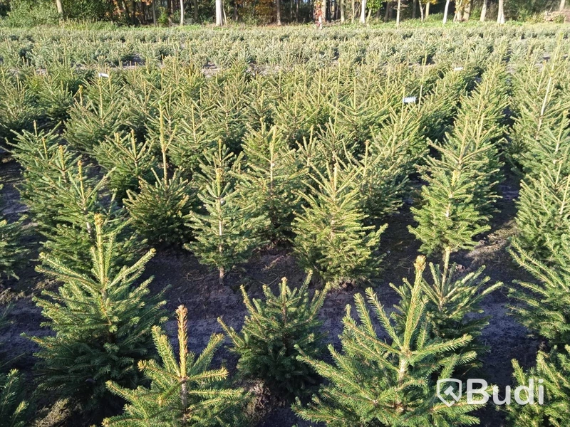 125 st häckplantor, rödgran, Norway Spruce 'Picea Abies', 60-80cm - Fri frakt