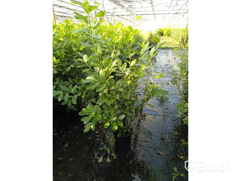 35 st häckplantor, Lagerhägg, Prunus laurocerasus Novita, 100-120 cm - Fri frakt