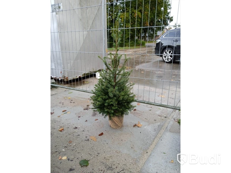 125 st häckplantor, Serbgran, Norway Spruce 'Picea Omorika', 60-80cm - Fri frakt