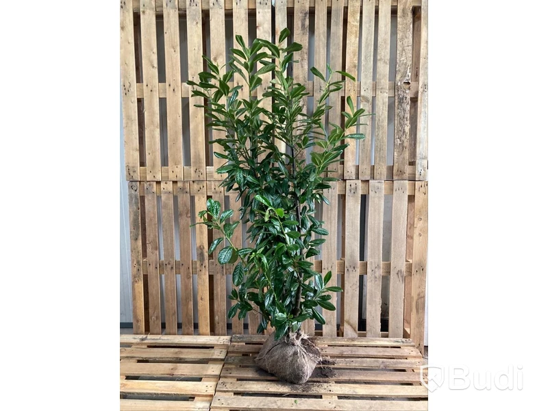 35 st häckplantor, Lagerhägg, Prunus laurocerasus Novita, 125-150 cm - Fri frakt