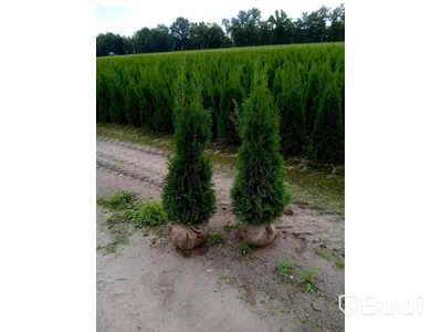 "Truck deal" - 390 st häckplantor, Thuja Smaragd, 180-200 cm - Fri frakt
