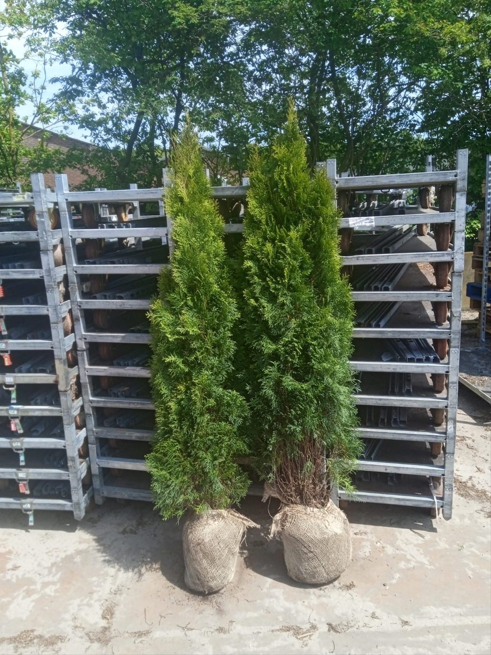 "Truck deal" - 390 st häckplantor, Thuja Smaragd, 180-200 cm - Fri frakt