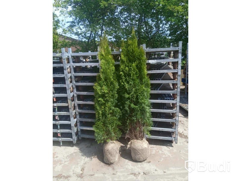 "Truck deal" - 390 st häckplantor, Thuja Smaragd, 180-200 cm - Fri frakt