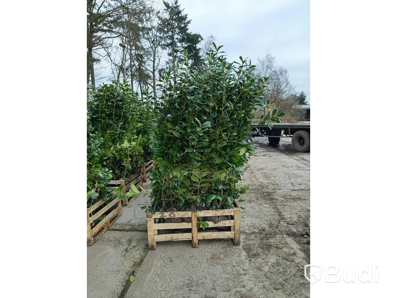 20 st häckplantor, Lagerhägg, Prunus laurocerasus Novita, 175-200 cm - Fri frakt