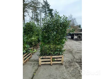 20 st häckplantor, Lagerhägg, Prunus laurocerasus Novita, 175-200 cm - Fri frakt