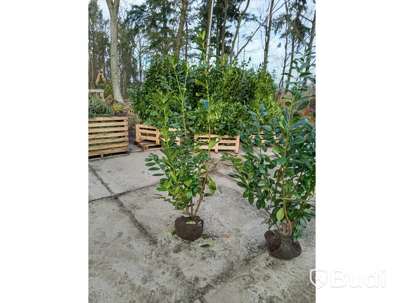 20 st häckplantor, Lagerhägg, Prunus laurocerasus Novita, 175-200 cm - Fri frakt