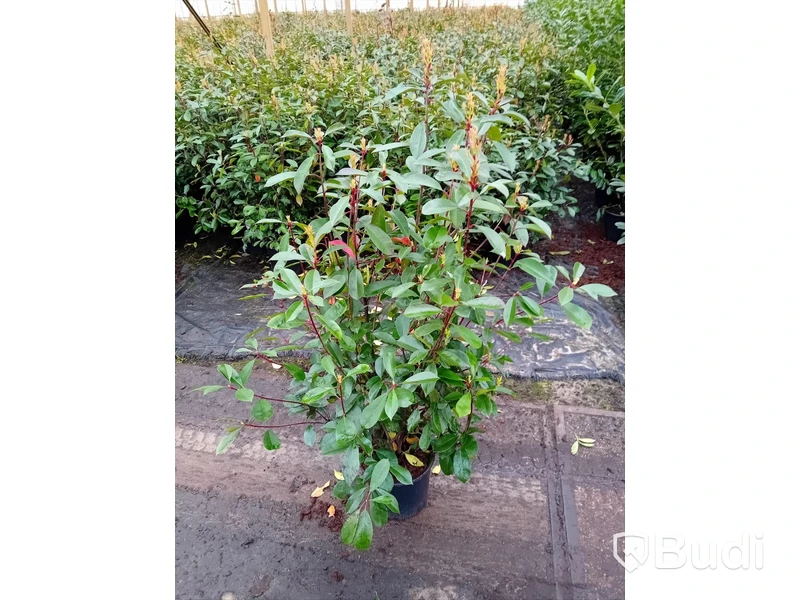 35 st häckplantor, Glansmispel, Red Robin, 100-120 cm - Fri frakt