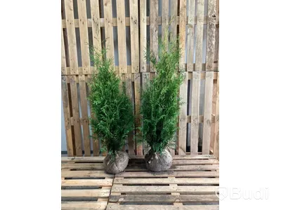 "Truck deal" - 2340 st häckplantor, Thuja Brabant, 80-100 / 120-140 cm - Fri frakt