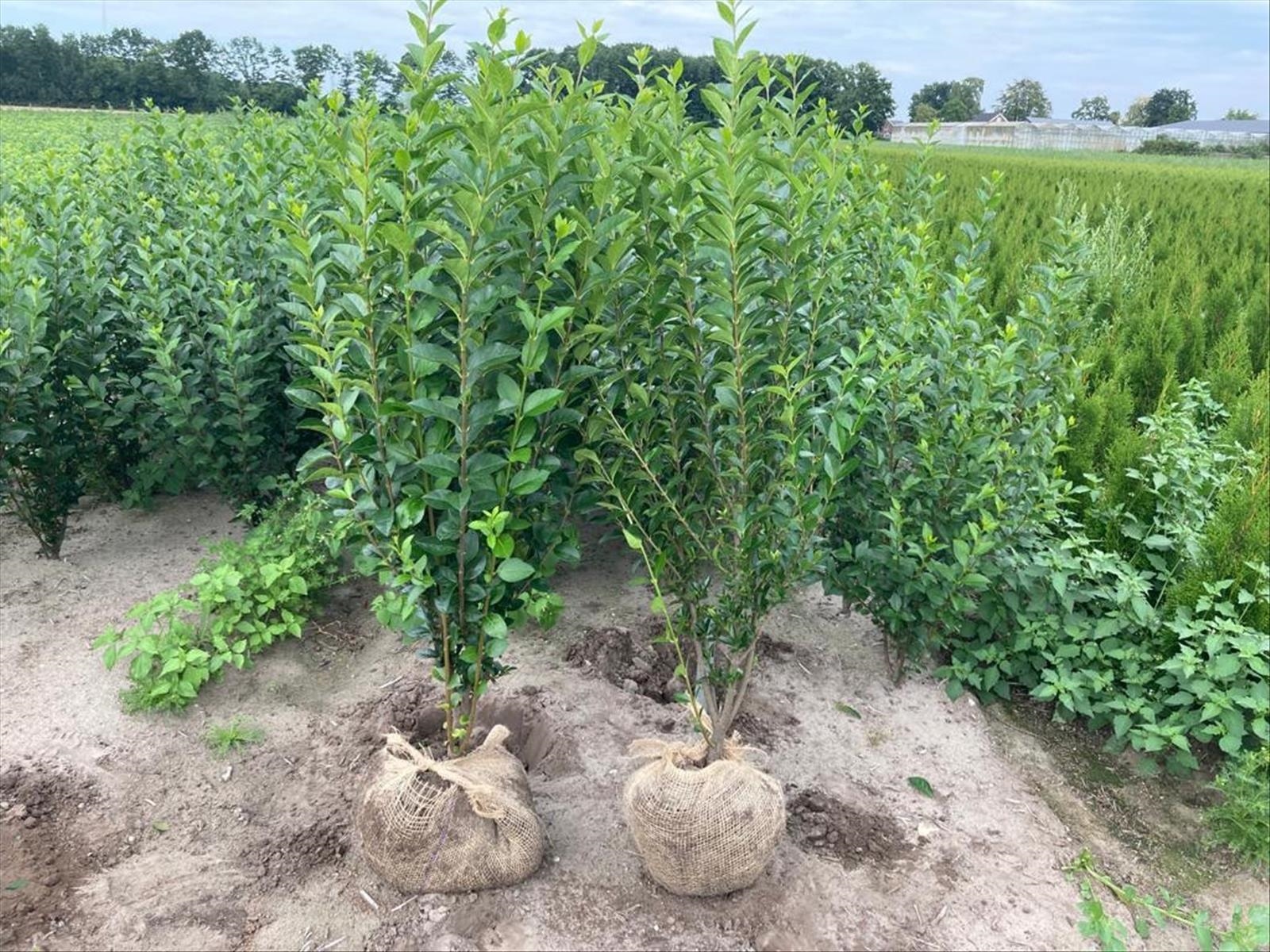 100 st häckplantor, Liguster Ovalifolium, 80-100 cm - Fri frakt