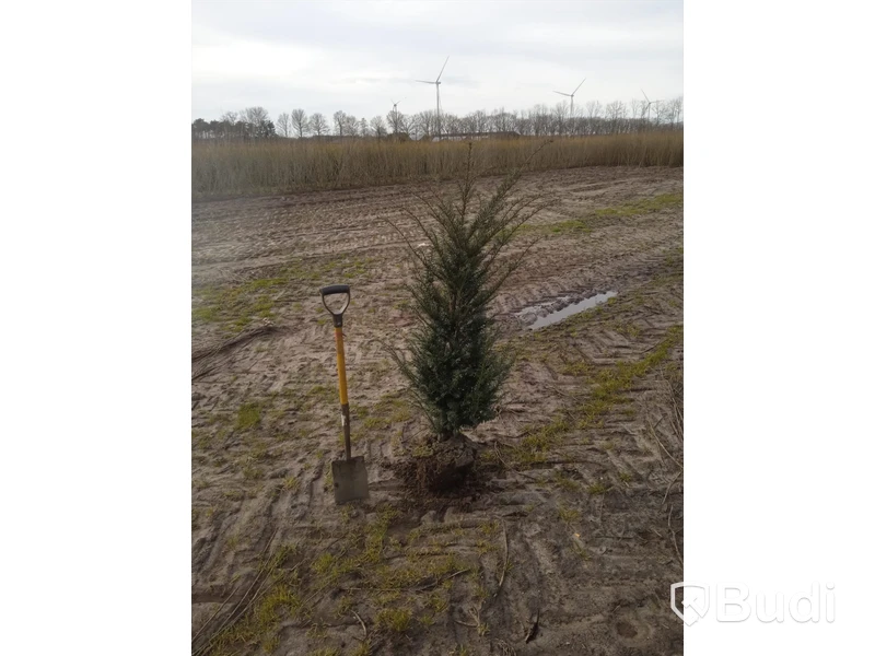 60 st häckplantor, Idegran, Taxus Baccata, 80-100 cm - Fri frakt