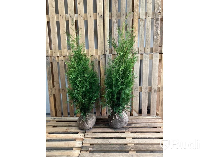 100 st häckplantor, Thuja Brabant, 80-100 cm - Fri frakt