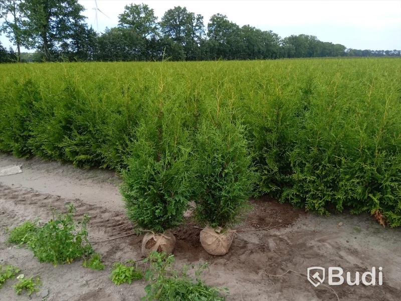 40 st häckplantor, Thuja Brabant, 120-140 cm - Fri frakt