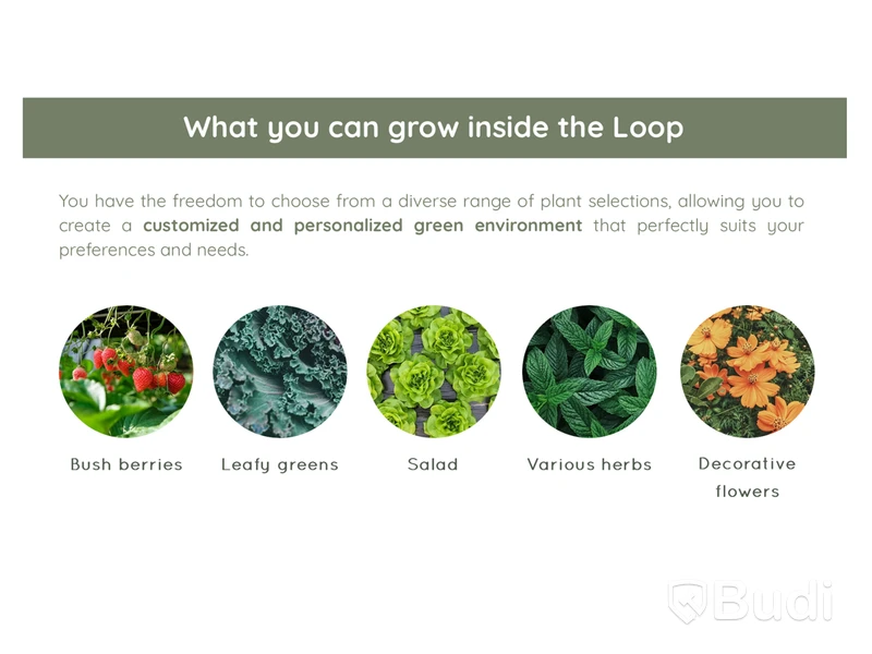 Hydroponic system Hollbium, The Loop