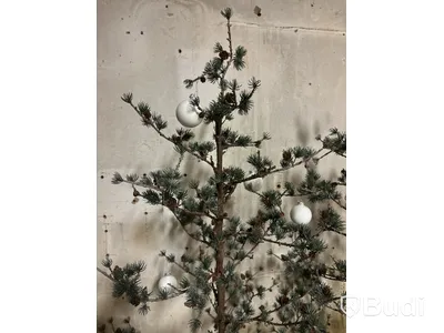 2 st. Julträd i plast. Ord. pris inkl. moms: ca 3000 kr