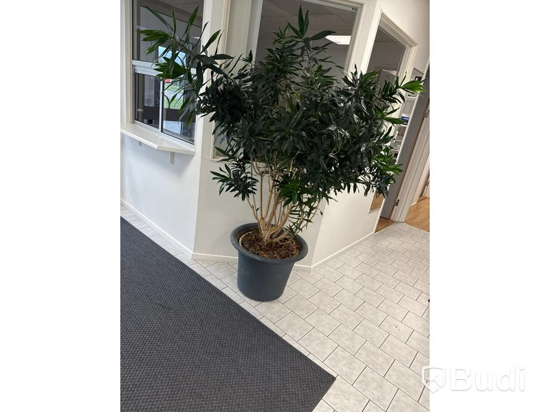 Krukväxt / bladväxt modell stor