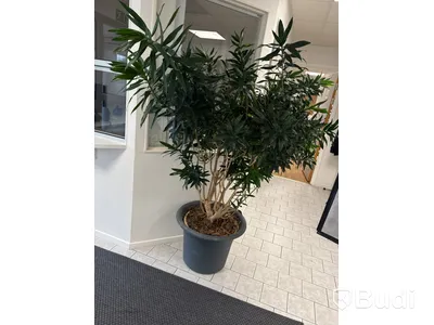 Krukväxt / bladväxt modell stor