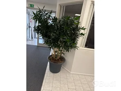 Krukväxt / bladväxt modell stor