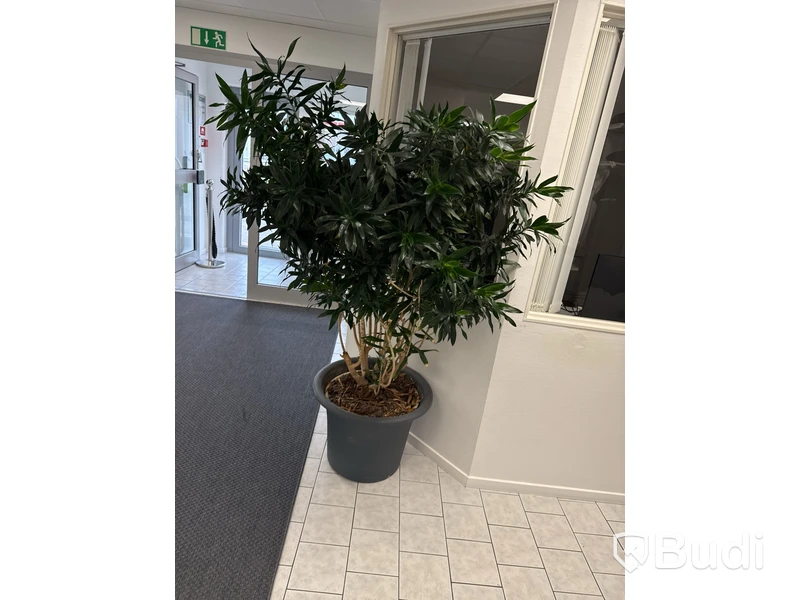 Krukväxt / bladväxt modell stor