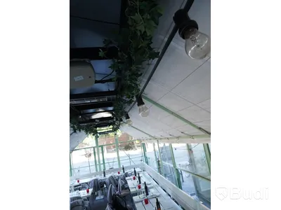 Ljusslinga, inklusive klängväxt i plast