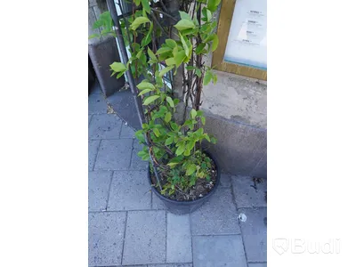 Spaljé med växt och kruka