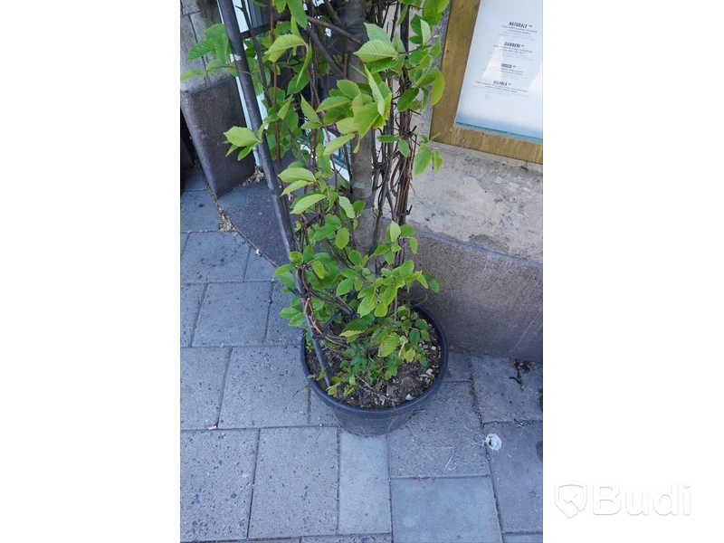 Spaljé med växt och kruka