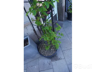 Spaljé med växt och kruka
