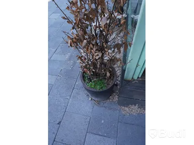 Spaljé med växt och kruka