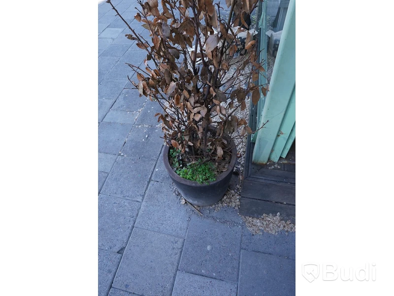 Spaljé med växt och kruka