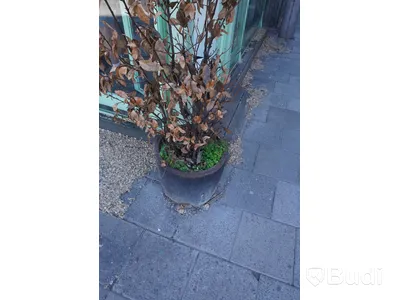 Spaljé med växt och kruka