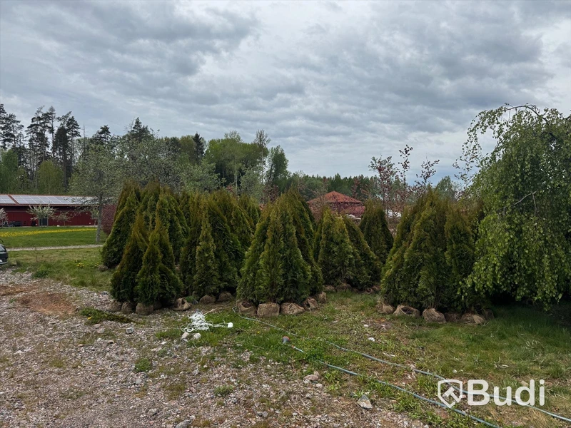 Parti häckväxter, Thuja Smaragd, ca 1300 st, 100-200 cm