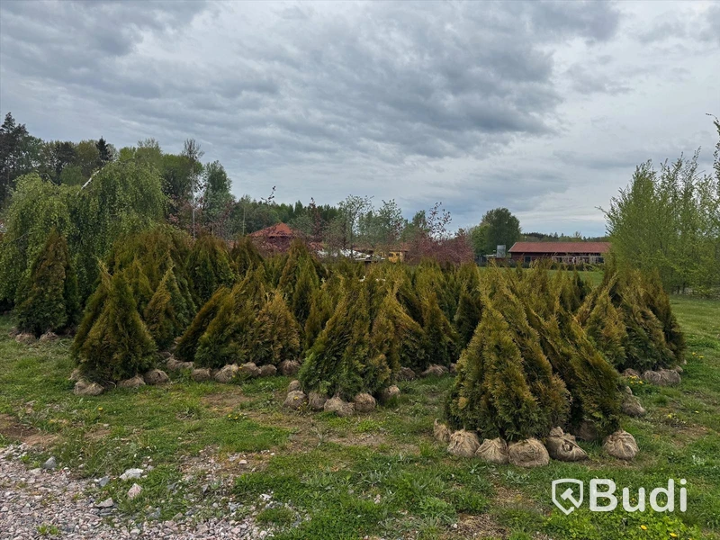 Parti häckväxter, Thuja Smaragd, ca 1300 st, 100-200 cm
